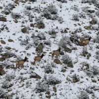 Loaded Elk Ranch images 4