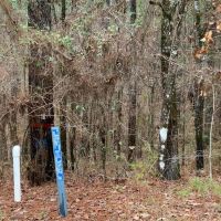 Posey Webb Camp Road - Tract C La Salle Parish 22.11 Acres - images 2