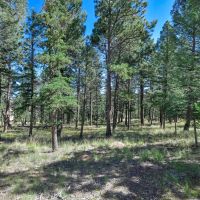 Home For Auction In Florissant Colorado