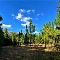 29-103-tumkeehatchee-creek-farm images 4