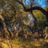 Rustling Oaks Ranch images 3