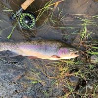 Nisqually Springs Farm images 2