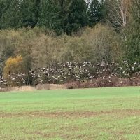 Nisqually Springs Farm images 3