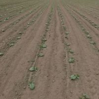 Nisqually Springs Farm images 5