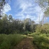 25 Acres in Jefferson County in Mt. Olive MS images 4