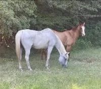 19.8 Acres with a Cabin in Copiah County in Hazlehurst MS images 2
