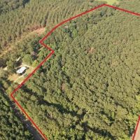 - 22 Acre Timber Hunting Tract in Amite County MS images 3