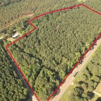 - 22 Acre Timber Hunting Tract in Amite County MS images 4