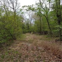 Secluded Ozark County Hunting Acreage images 3