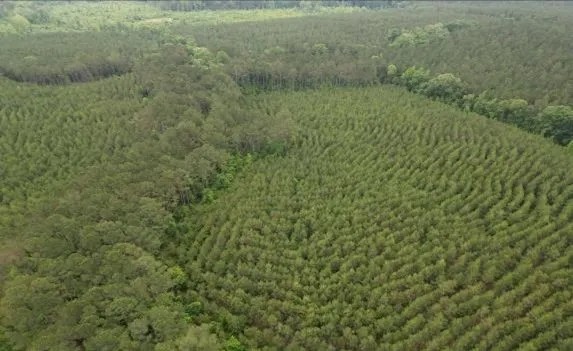 68.5 Acres in Attala County in West MS featured image