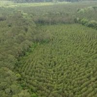 68.5 Acres in Attala County in West MS