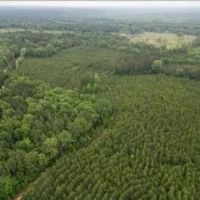 68.5 Acres in Attala County in West MS images 3