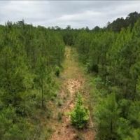 68.5 Acres in Attala County in West MS images 4