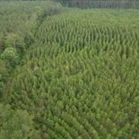 68.5 Acres in Attala County in West MS images 5