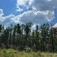 466 Acres FM 247 T-8 images 4