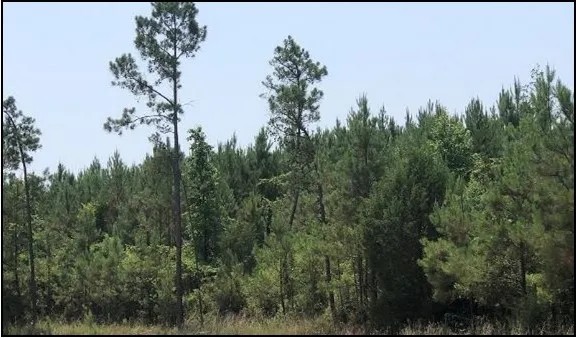 39.8 Acres in Attala County in Sallis MS featured image