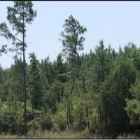 39.8 Acres in Attala County in Sallis MS