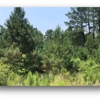 39.8 Acres in Attala County in Sallis MS images 3