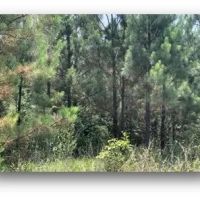 39.8 Acres in Attala County in Sallis MS images 4