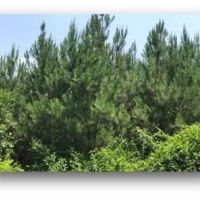 39.8 Acres in Attala County in Sallis MS images 5