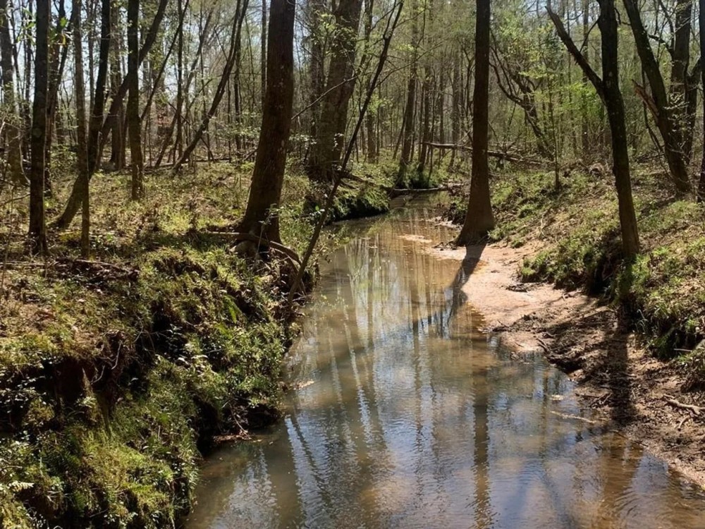 40 Secluded Acres with Mature Timber and Creek for Sale SWMS featured image