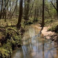 40 Secluded Acres with Mature Timber and Creek for Sale SWMS