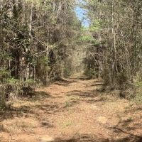 40 Secluded Acres with Mature Timber and Creek for Sale SWMS images 2