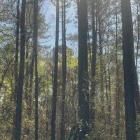 40 Secluded Acres with Mature Timber and Creek for Sale SWMS images 3