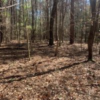 40 Secluded Acres with Mature Timber and Creek for Sale SWMS images 4