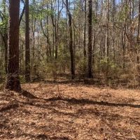 40 Secluded Acres with Mature Timber and Creek for Sale SWMS images 5