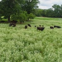 Big Top Ranch images 4