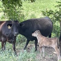 Big Top Ranch images 5