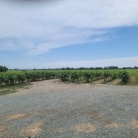 River Road Vineyards