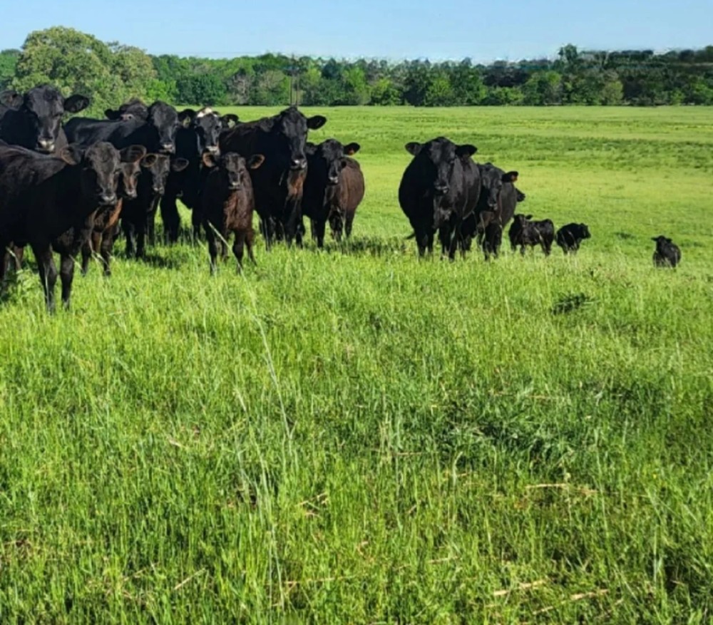 Whitton VZ Ranch featured image