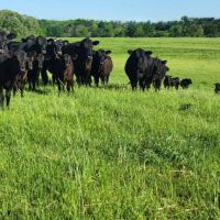 Whitton VZ Ranch images 1
