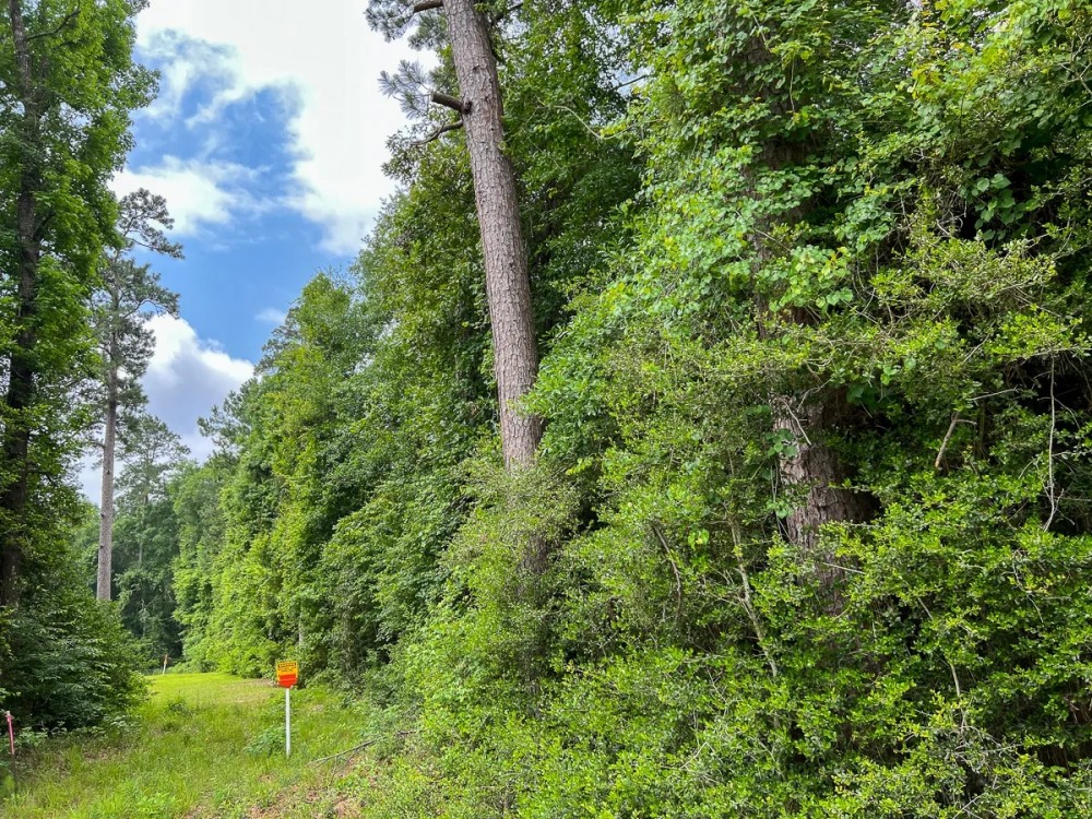 42 Acres Lester Caraway Rd. D-4 Silsbee Stake featured image