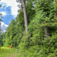 42 Acres Lester Caraway Rd. D-4 Silsbee Stake