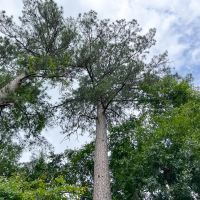 42 Acres Lester Caraway Rd. D-4 Silsbee Stake images 3
