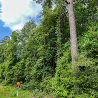 42 Acres Lester Caraway Rd. D-4 Silsbee Stake images 4