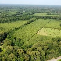 186.2 ac - Timberland Hunting with Home Site Potential