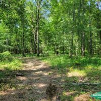 186.2 ac - Timberland Hunting with Home Site Potential images 2