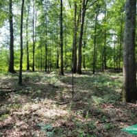 186.2 ac - Timberland Hunting with Home Site Potential images 3