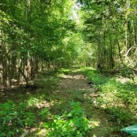 186.2 ac - Timberland Hunting with Home Site Potential images 4
