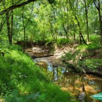 186.2 ac - Timberland Hunting with Home Site Potential images 5
