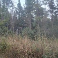 40 - Acres L Anse Twp 50125683 images 3
