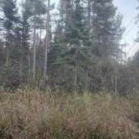 40 - Acres L Anse Twp 50125683 images 4