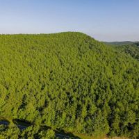 46.06 acres of Timber and Hunting Land For Sale in Montgomery County NC images 3