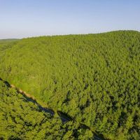 46.06 acres of Timber and Hunting Land For Sale in Montgomery County NC images 4