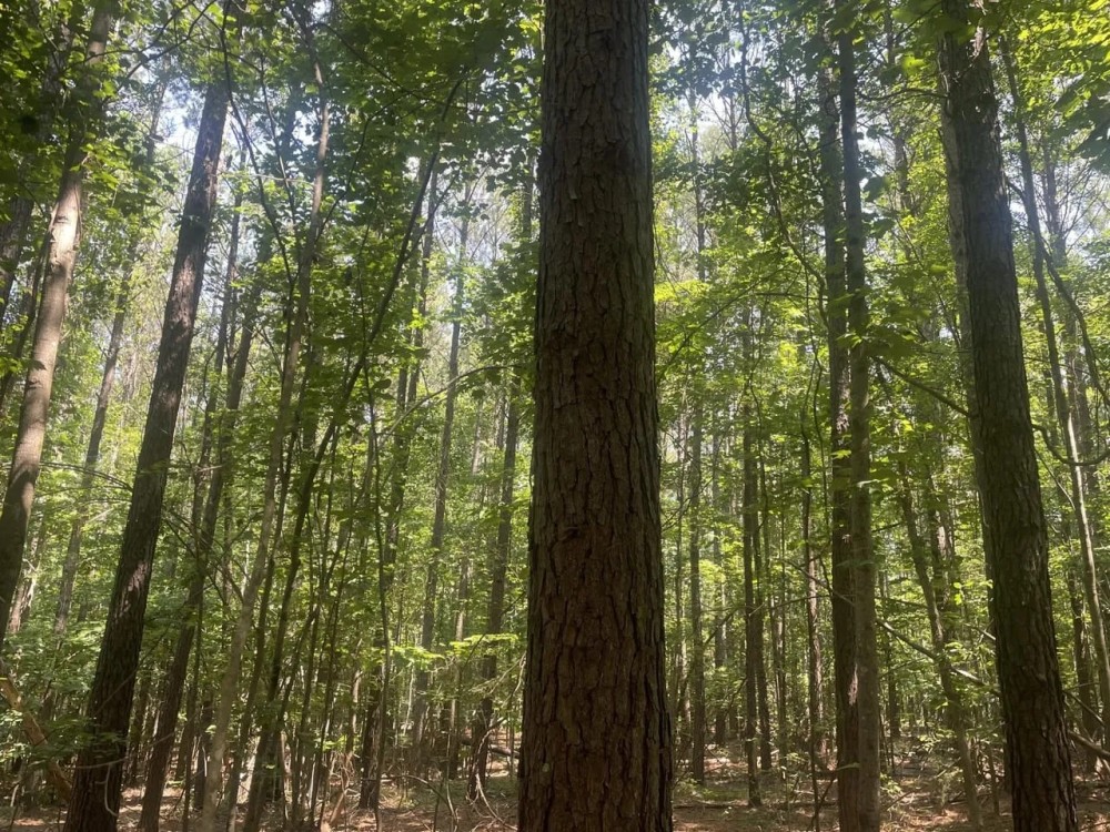 40 - acre Timber Tract in Cullman County AL featured image