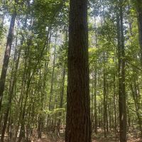 40 - acre Timber Tract in Cullman County AL